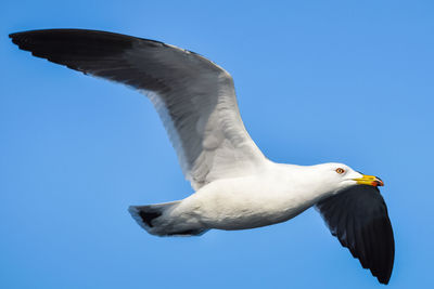 Low angle view of seagull flying