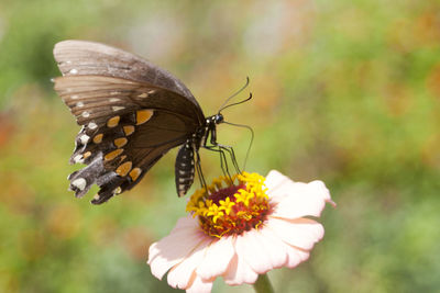 Close-up of butterfly on flower during sunny day