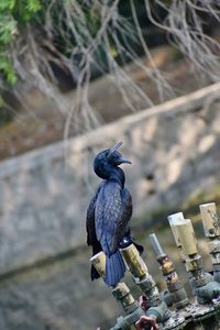 Close-up of bird perching outdoors