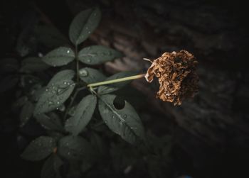 Close-up of wilted plant leaves