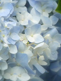 Close-up of white hydrangea flowers