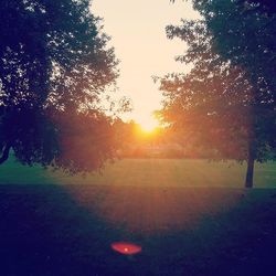 Sun shining through trees