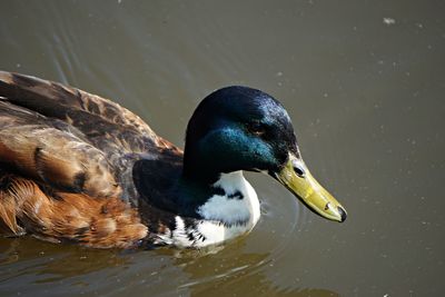 Close-up of mallard duck swimming in lake