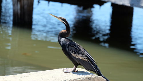 Close-up of bird perching on lake