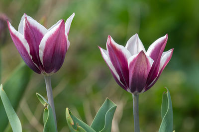 Close up of purple and white tulips in bloom