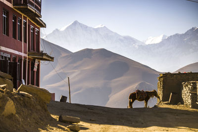 Mule with saddle and reins standing on sandy road in settlement located in himalayas mountains on sunny day in nepal