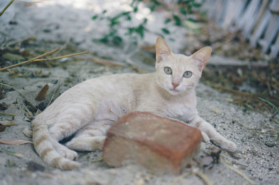 Portrait of cat