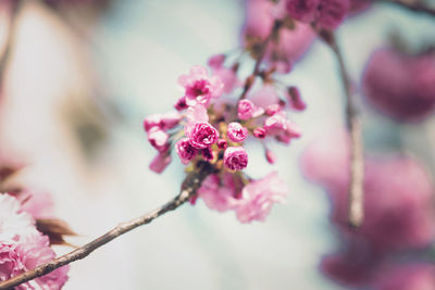 Close-up of pink cherry blossoms on tree