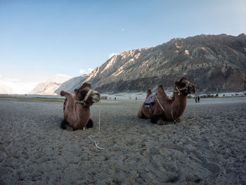 Bactrian camels sitting on sand against mountain