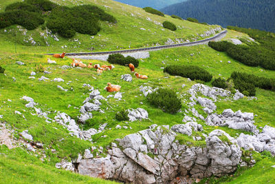 High angle view of cows grazing on landscape