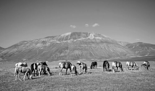 Horses on a field