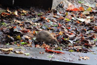 Mr rat searching for food