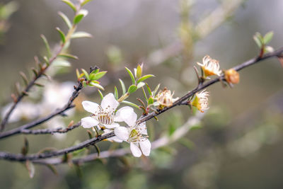 Close up view of manuka flowers. tree at blooming time, famous money making tree in new zealand 