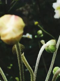 Close-up of pink flower