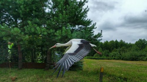 Gray heron flying by trees against sky