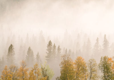 Panoramic view of fall misty forest against sky