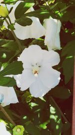 Close-up of white flowers blooming outdoors