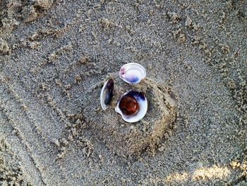 High angle view of seashell on sand at beach
