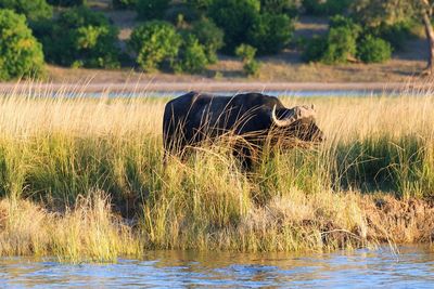 View of turtle in grass