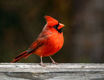 Close-up of bird perching on wood