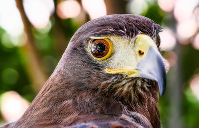 Close-up of a bird