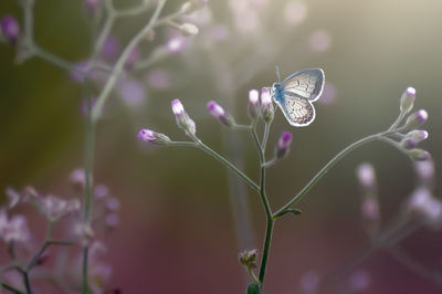 Close-up of butterfly pollinating on purple flower