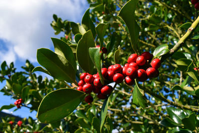 Low angle view of cherries growing on tree