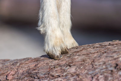 Low section of a dog