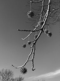 Low angle view of bare tree against sky