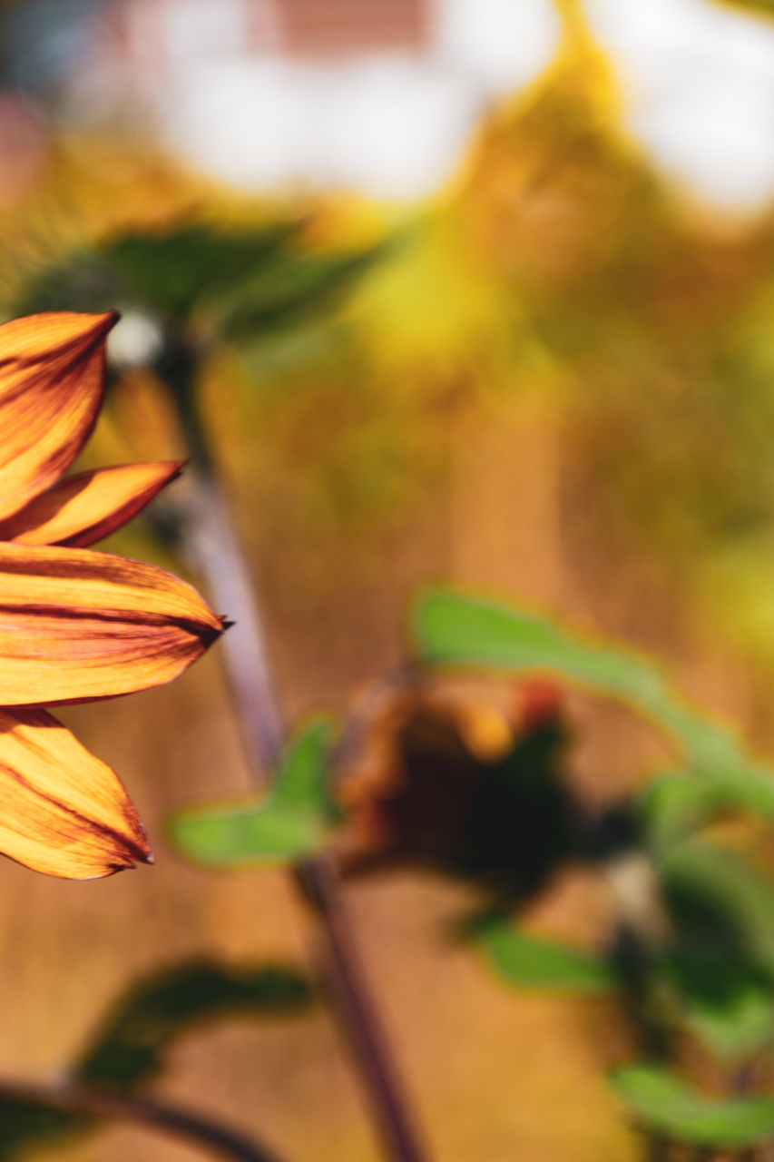 CLOSE-UP OF ORANGE LEAVES