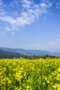 Scenic view of oilseed rape field against sky