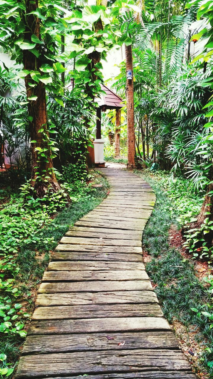 the way forward, tree, growth, plant, walkway, green color, nature, tranquility, footpath, narrow, wood - material, pathway, steps, beauty in nature, diminishing perspective, railing, park - man made space, sunlight, no people, leaf