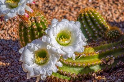 Close-up of white flowering plants