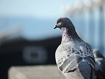 Close-up of seagull perching