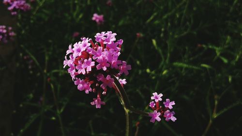 Close-up of pink flowering plant in field