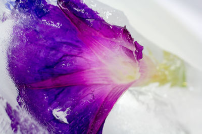 Close-up of purple flower