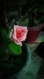 Close-up of rose bouquet