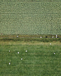 View of sheep grazing in field