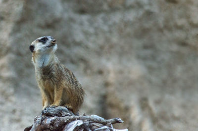 Close-up of meerkat on rock