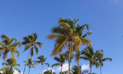 Low angle view of palm trees against blue sky