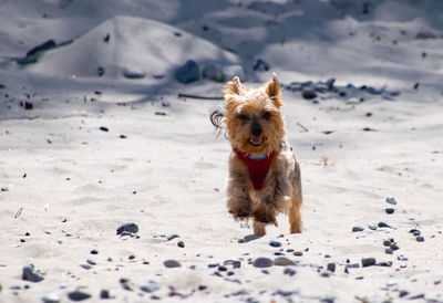 Dog running at the beach