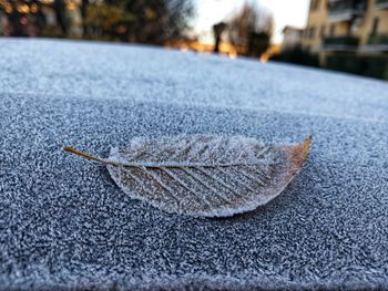 Close-up of dry autumn leaf