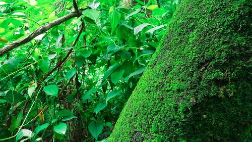 Plants growing on a tree