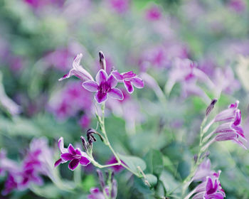 Close-up of pink flowering plant