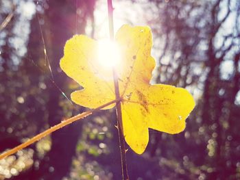 Close-up of yellow leaf on tree