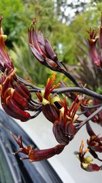 Close-up of flowers growing on tree