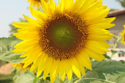 Close-up of sunflower