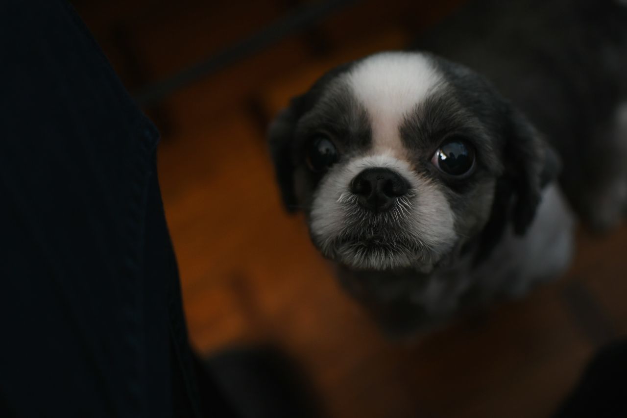 CLOSE-UP PORTRAIT OF PUG