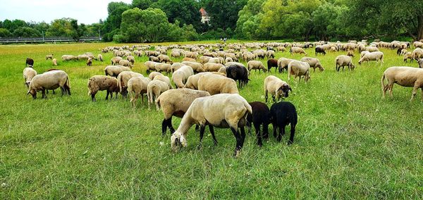 Flock of sheep grazing in field