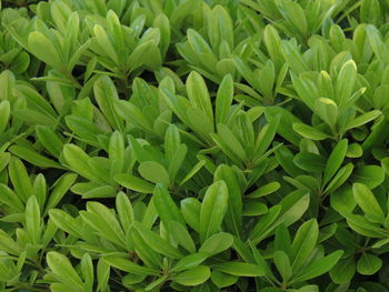 Full frame shot of plants